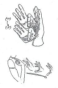Transcription du signe en dessin